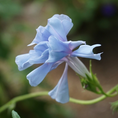 无货害羞妖精牵牛花爬藤