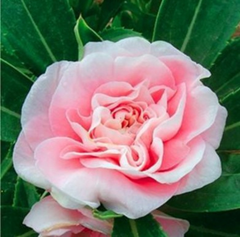 粉煦茶花凤仙 粉色 大花重瓣  10粒
