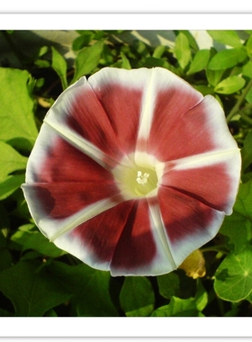 新秋收茶茶丸花卉大花朝颜牵牛花种子盆栽爬藤喇叭花