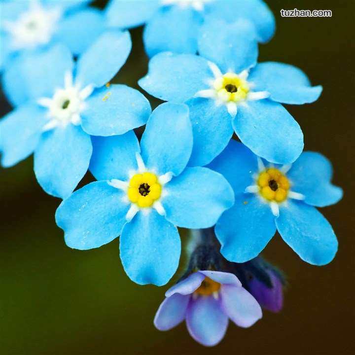 勿忘草 混色种子 盆栽植物 花卉 多年生草本 10粒