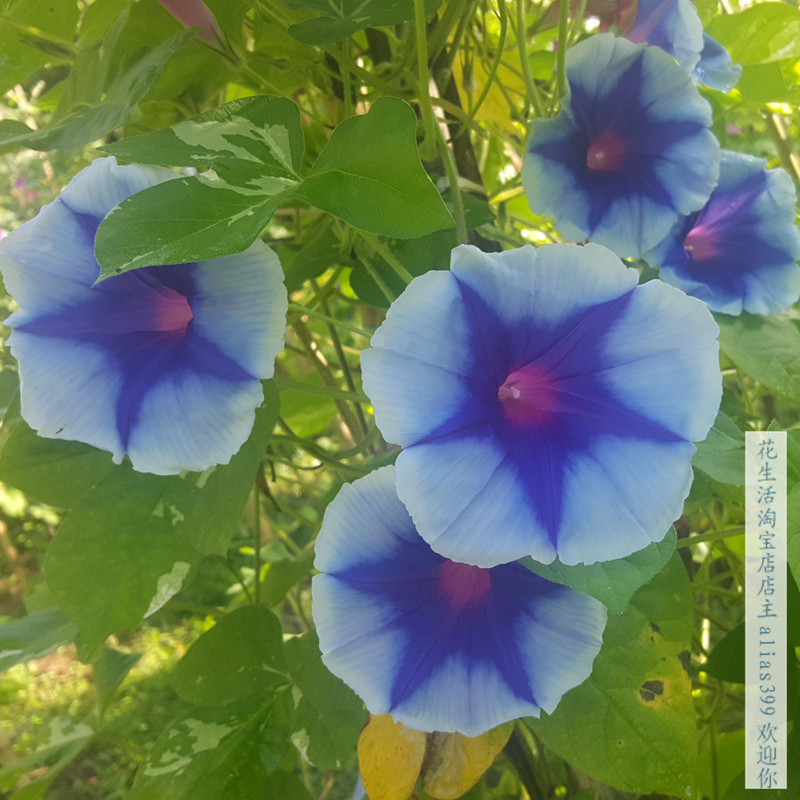 蓝五星挂绞牵牛花 爬藤朝颜 喇叭花花卉种子 户外盆栽