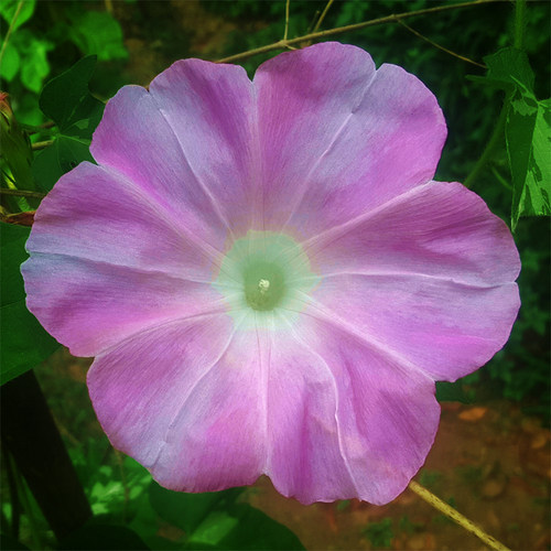 柴恒桃巨轮日系牵牛花爬藤阳台
