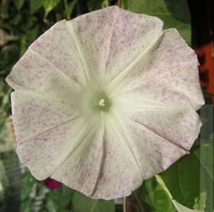 无货！初恋 罕见名品  牵牛花种子花卉自种爬藤朝颜 喇叭花