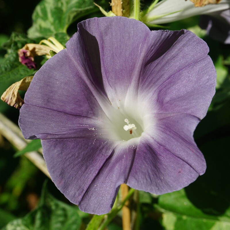 朝颜 黑翡翠 牵牛花种子 朝颜花卉爬藤 丰花庭院阳台楼顶