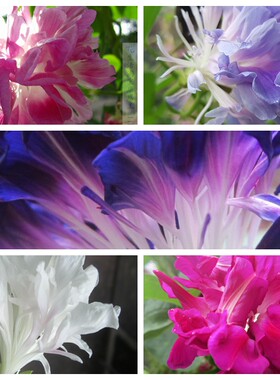 全套碎牛重瓣牵牛花种子 六合一 爬藤庭院阳台植物