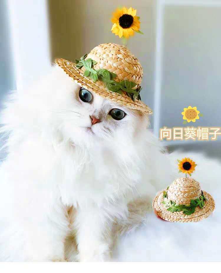 宠物头饰猫咪帽子可爱防晒