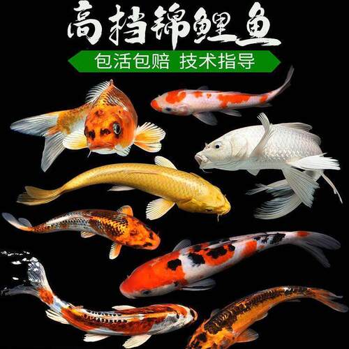 日系锦鲤冷水淡水鱼红白三色鲤鱼