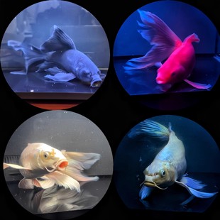 蝴蝶鲤观赏鱼活鱼大鳍长尾短身台湾纯种球体红色贵妃冷水锦鲤好养