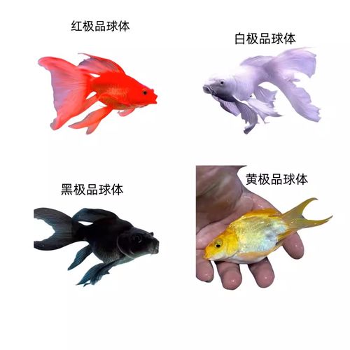 蝴蝶鲤球体台湾纯种冷水鱼淡水鱼