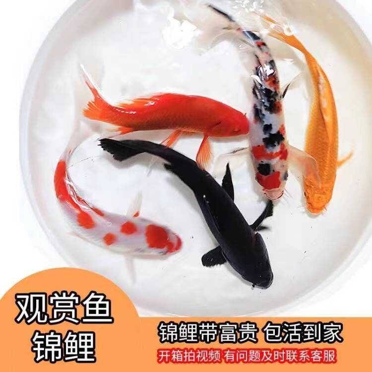 红白纯种好养耐活小型三色风水鱼
