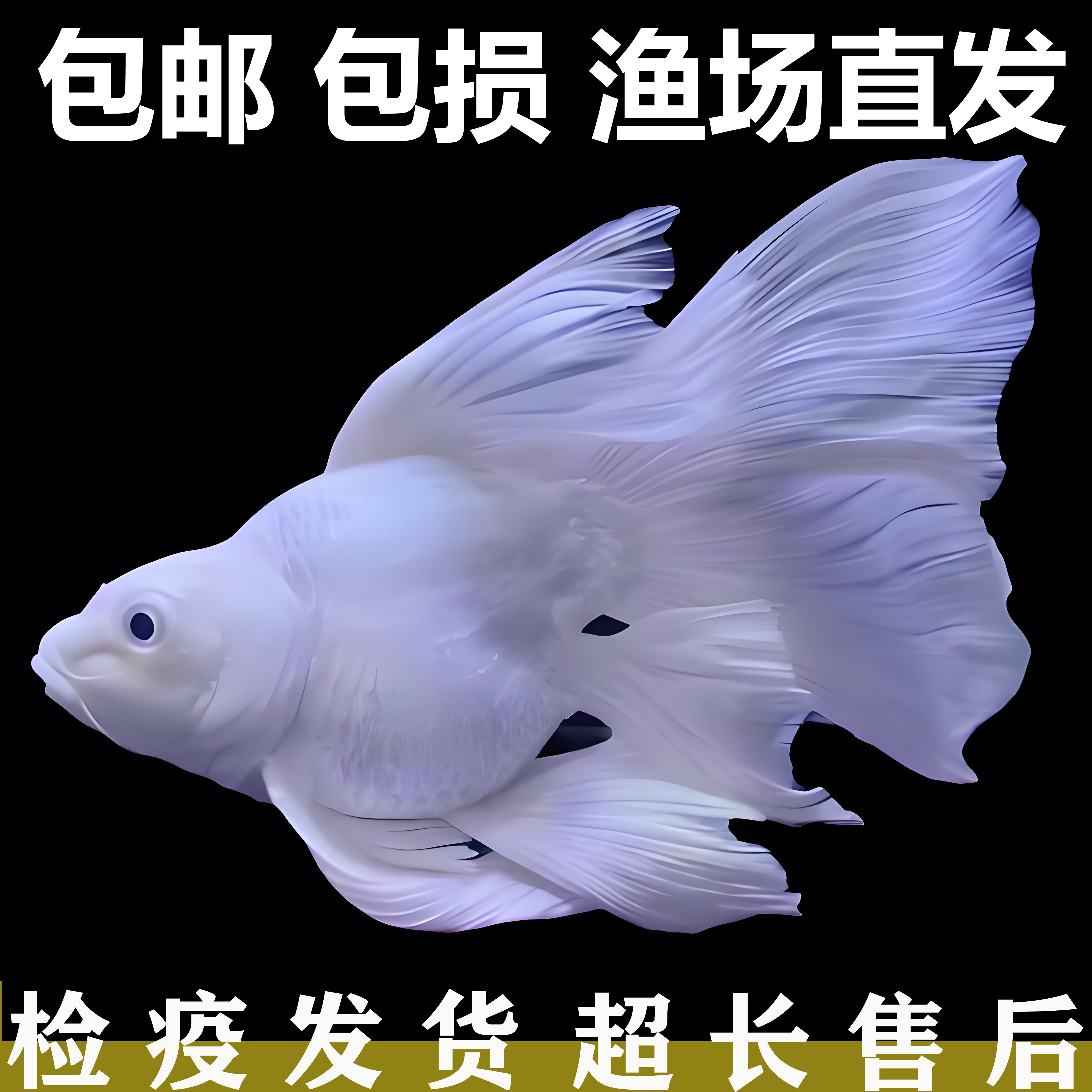 台湾球体蝴蝶鲤纯种活体红球石膏白大鳍尾冷水锦鲤好养活观赏鱼苗