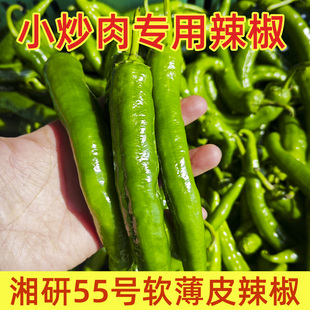 湘研55号辣椒软薄皮微中辣新鲜青椒长牛角椒农家蔬菜正宗广东产地