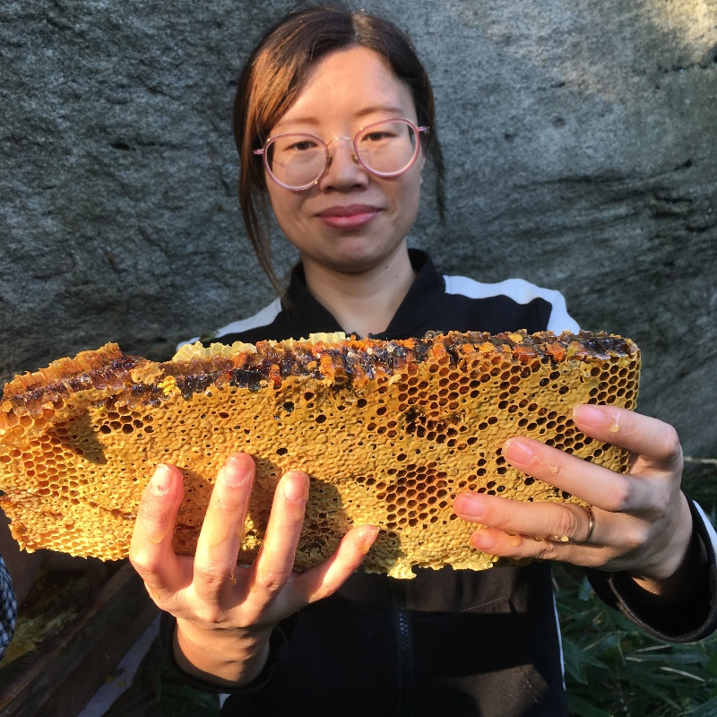 大别山新鲜深山野生蜂巢蜜老巢蜜自产农产品嚼着吃野蜂巢蜂蜜百花