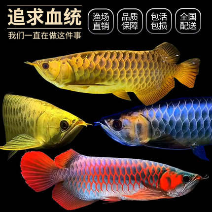 金龙鱼活鱼印尼辣椒红龙鱼苗高背金龙鱼活鱼体幼苗观赏练手大型