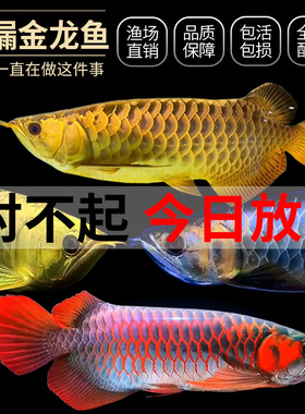 金龙鱼活鱼幼苗龙鱼观赏鱼练手过背印尼辣椒血红龙鱼苗小高背龙鱼