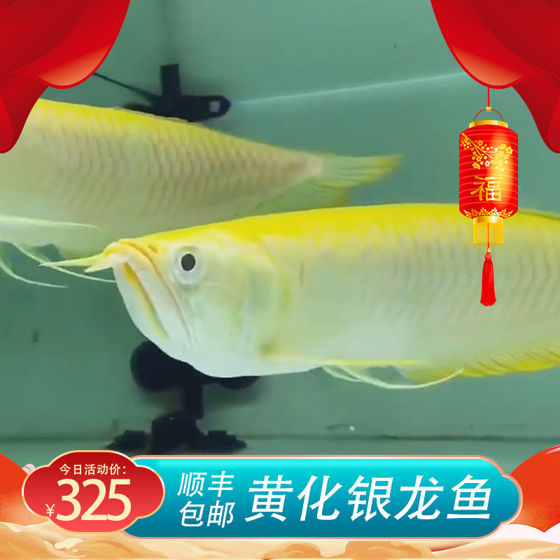 黄化银龙银龙活鱼银龙鱼