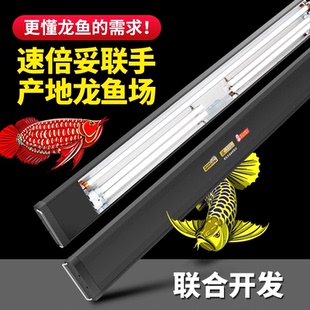 速倍妥霞光号龙鱼专用灯侧灯发色灯发色侧灯发色灯管烤色专用灯