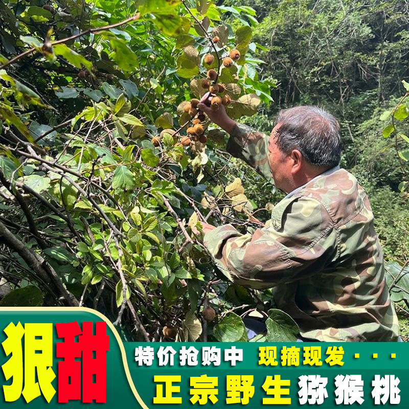 孕妇陕西野生猕猴桃秦岭猕猴桃