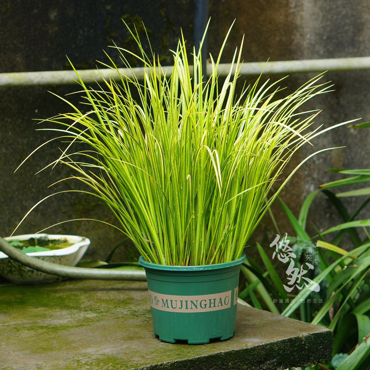 黄金胧月中小型金叶菖蒲花叶水培附石盆栽园林绿化家居桌面露天种