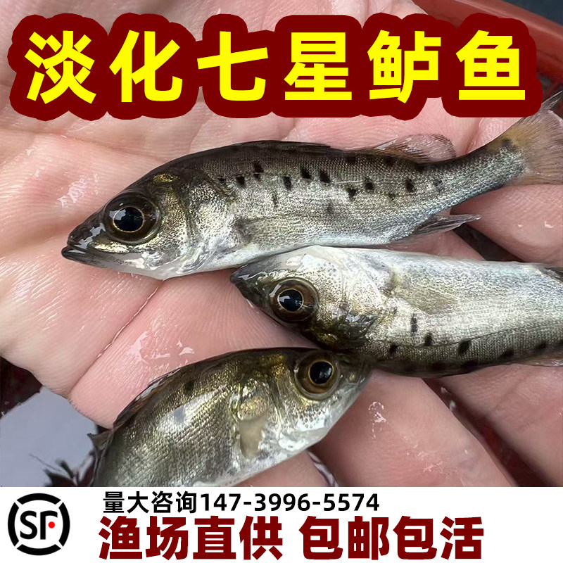 七星鲈鱼苗淡化海鲈鱼