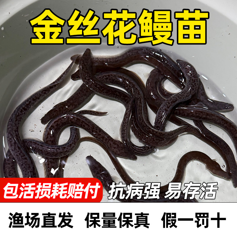 正宗金丝花鳗鱼苗淡水养殖包活