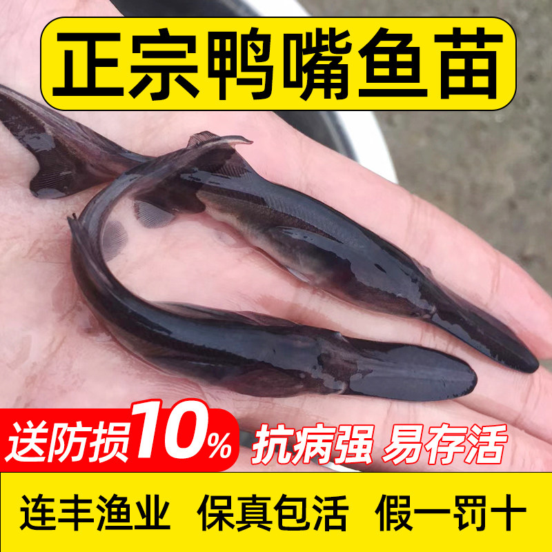 鸭嘴鱼苗淡水养殖鲟鱼苗鸭嘴观赏鱼幼苗水花鱼苗活体冷水淡水