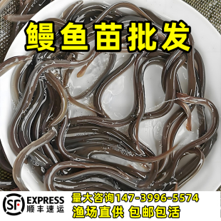 鳗鱼苗淡水养殖花鳗苗白鳝苗河鳗苗花鳝苗可混养鳗鲡苗青鳗苗包活