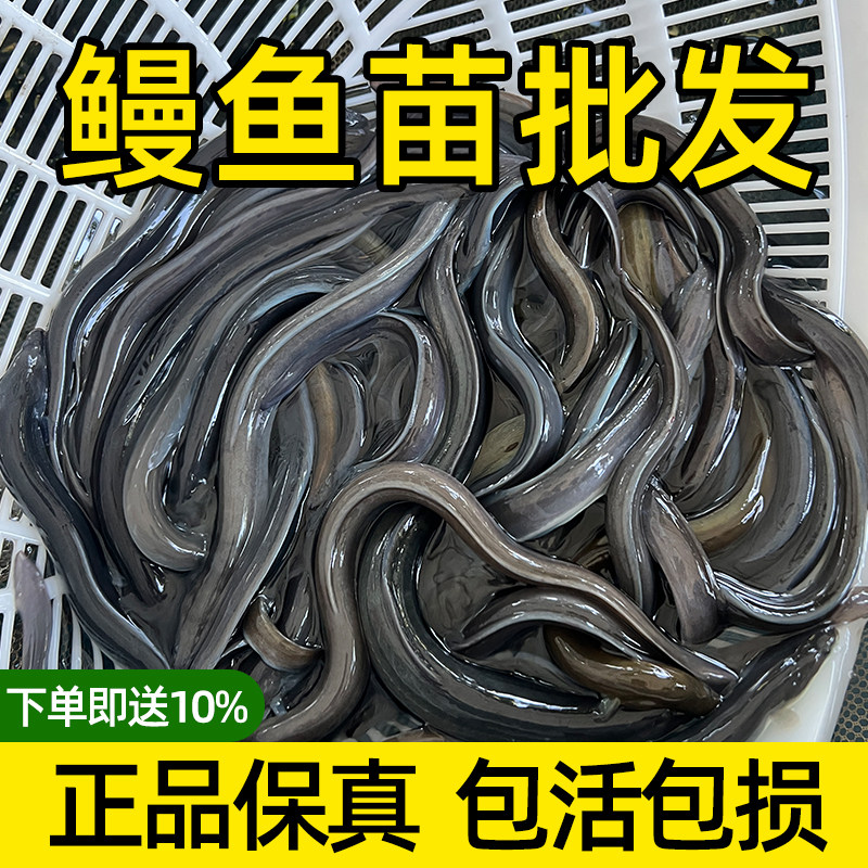 淡水养殖鳗鱼苗白鳗鱼苗日本鳗鲡白鳝鱼苗河鳗鱼苗花鳝鱼苗可混养