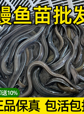 淡水养殖鳗鱼苗可混养