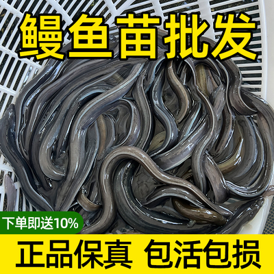 淡水养殖鳗鱼苗可混养