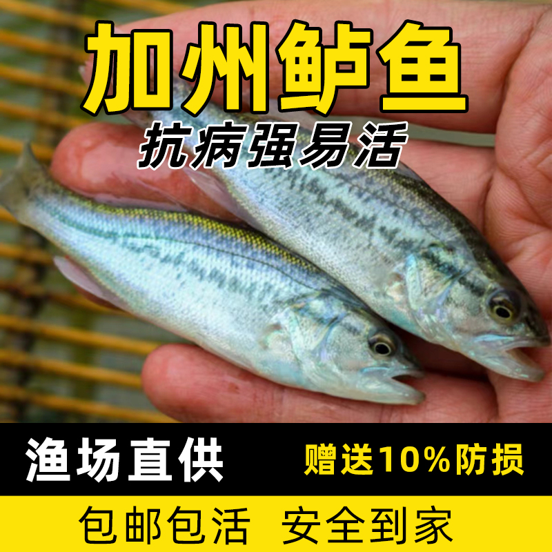 加州鲈鱼苗大口黑鲈鱼