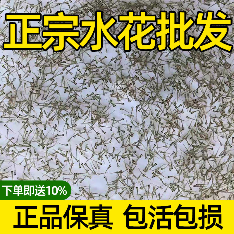 各种活体淡水鱼苗水花