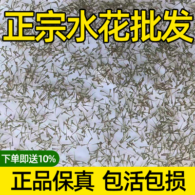 各种活体淡水鱼苗水花