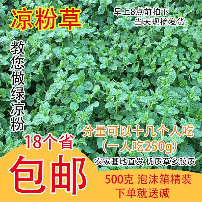 广西梅凤凉粉草新鲜绿凉粉草制作仙草仙人草优质现摘现发1斤