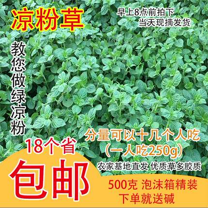 广西梅凤凉粉草新鲜绿凉粉草制作仙草仙人草优质现摘现发1斤