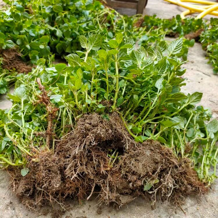 梅凤凉粉草苗1斤包邮绿凉粉草苗仙人草苗现挖发货一年四季可种植