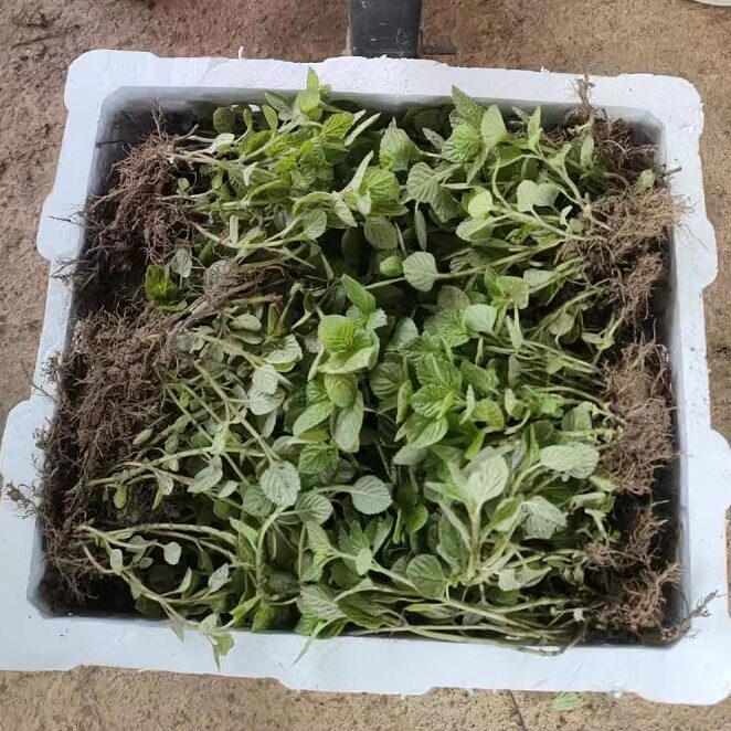 广西凉粉草苗仙人草苗烧仙草苗神仙草草苗湿凉粉绿凉粉草苗1斤