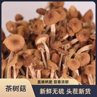 茶树菇干货冰菇不开伞特产散装 批发商用松茸蘑菇菌子干菇食材香菇