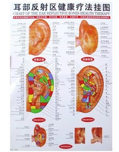 耳部反射区挂图 另售耳穴贴耳穴探针耳穴磁珠王不留耳贴