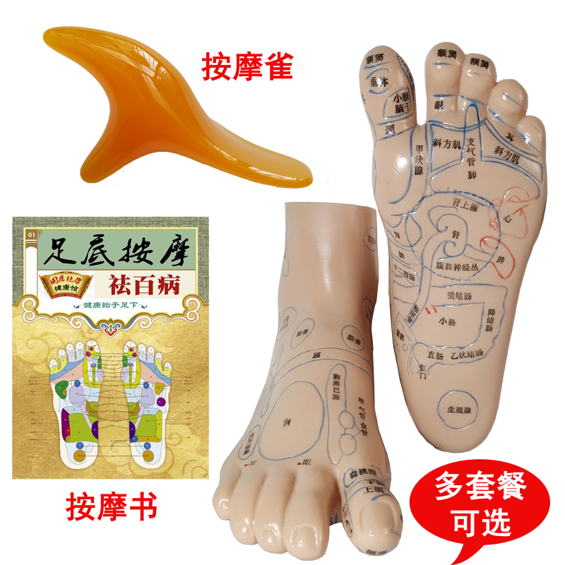 上海中界经络通足疗足部足底脚底养生保健按摩图解反射区穴位模型