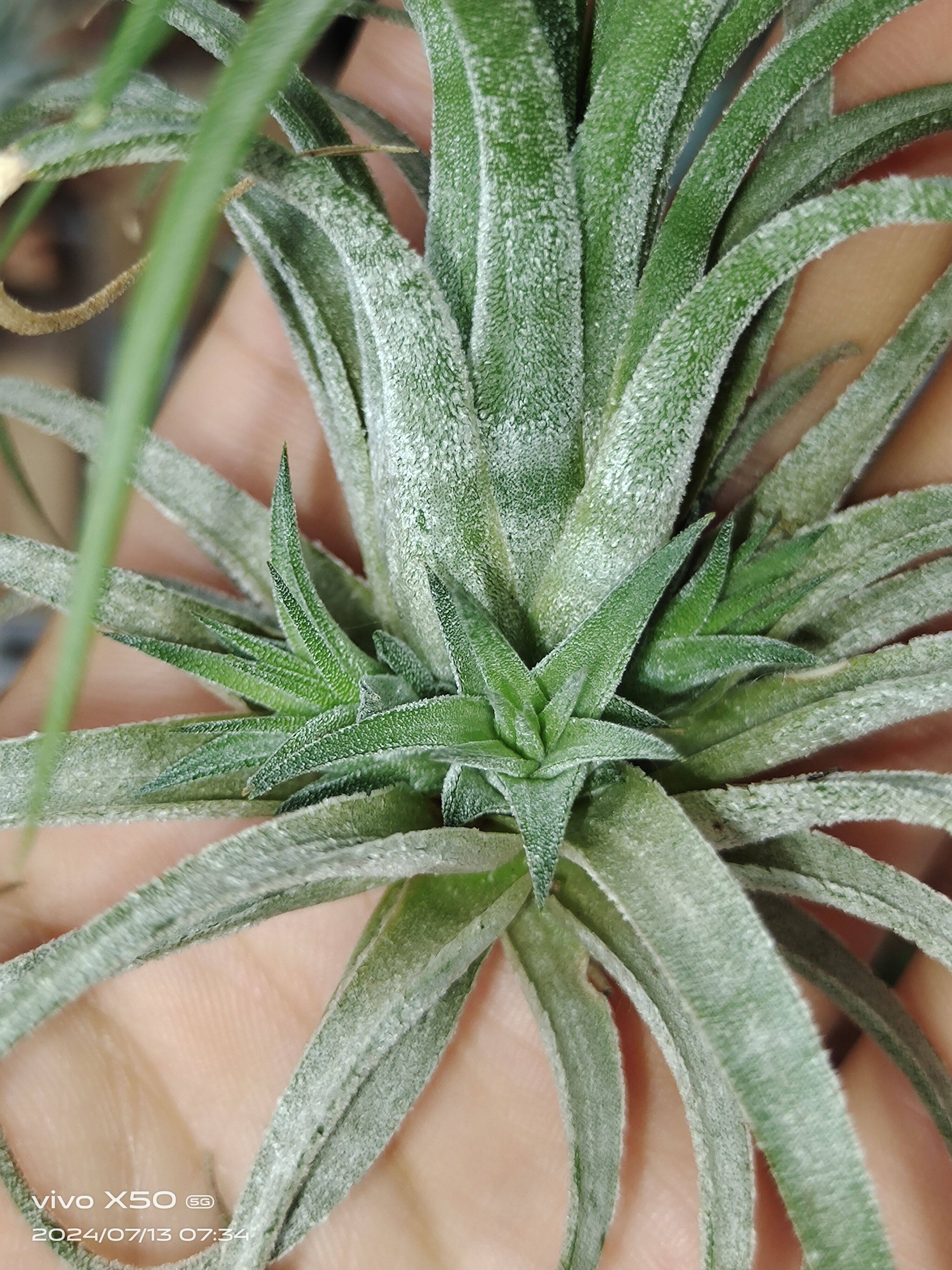 空气凤梨/空凤未知品种侧芽大合集无土植物绿植懒人植物