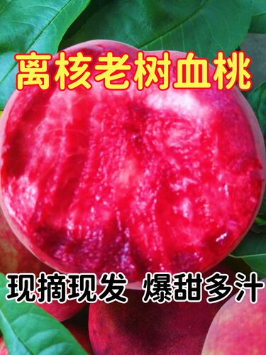 助农朱砂红血桃产地现摘现发当季孕妇时令鲜果老树水密桃10斤包邮