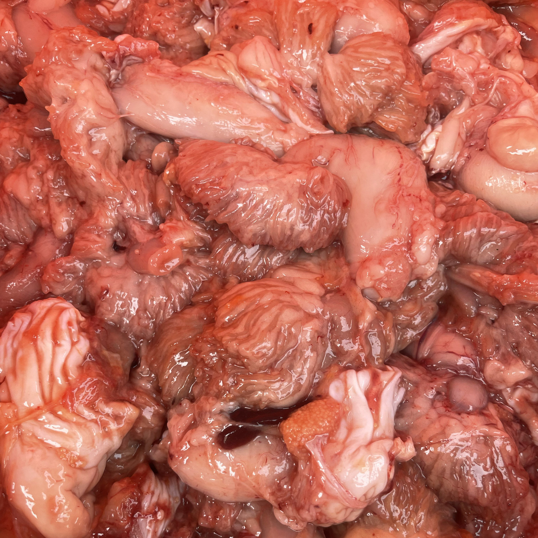 微山湖鳜鱼肚山东生鲜高档食材