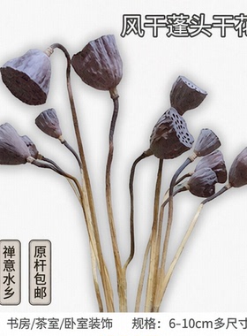 微山湖天然莲蓬干花原杆长在一起