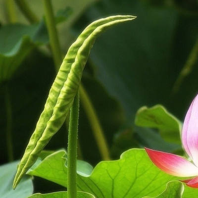 微山湖荷叶尖荷叶卷野生蔬菜