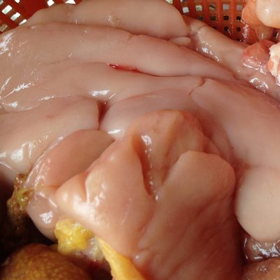 纯鲤鱼白鱼杂精囊微山湖