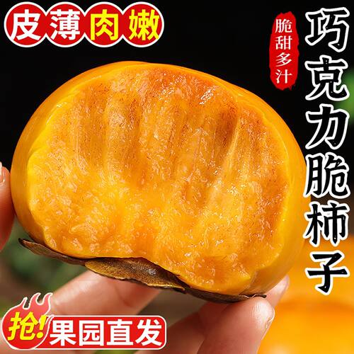 巧克力脆柿子现摘应季时令水果新鲜脆甜不涩口带皮吃阳丰次郎