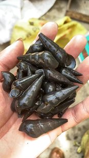 山坑螺五斤起1.1以上大带大螺1.3以上带炮头螺,1.6以上大螺发快递