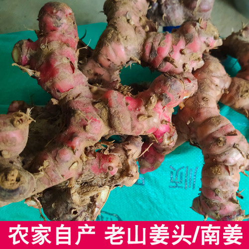 化州特产山姜头南姜芦苇狗头姜