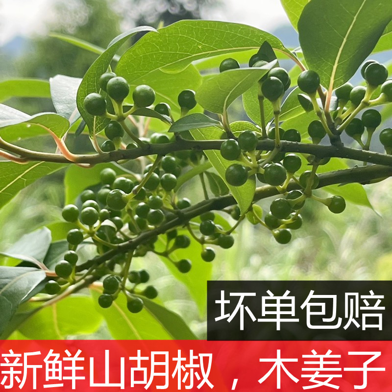 新鲜木姜子山胡椒现摘